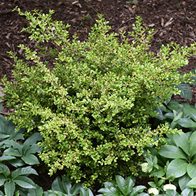 Plant Photo 3