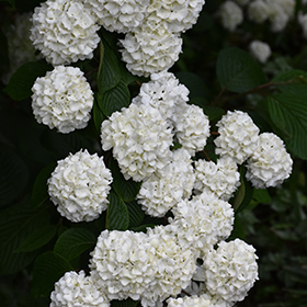 Plant Photo 3