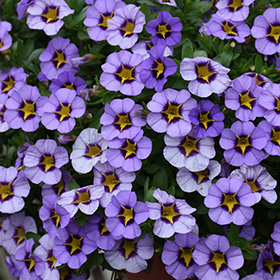 Plant Photo 6