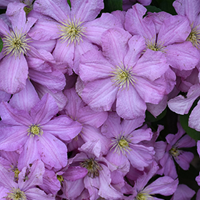 Plant Photo 9