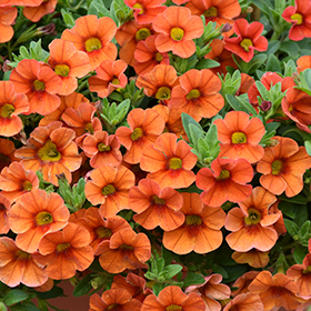 Plant Photo 1