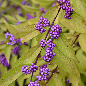 Plant Photo 9