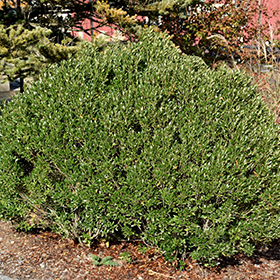 Plant Photo 1