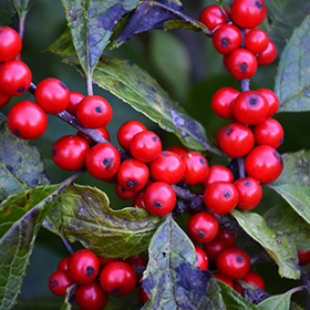 Plant Photo 3