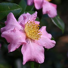 Plant Photo 4