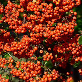 Plant Photo 7