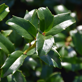 Plant Photo 6