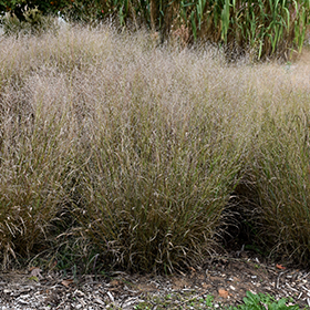 Plant Photo 6