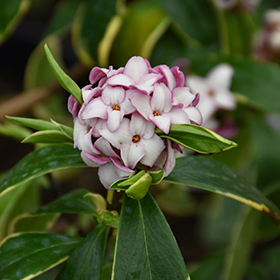 Plant Photo 7