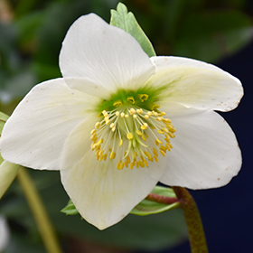 Plant Photo 3