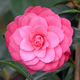 Plant Photo 7