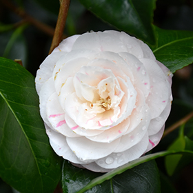 Plant Photo 6