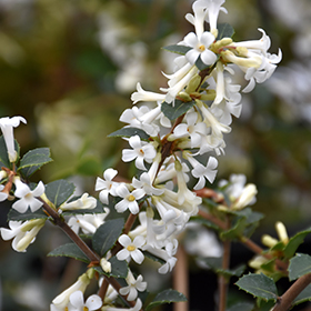 Plant Photo 2