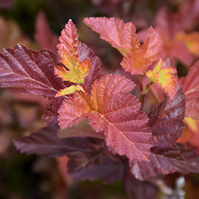 Plant Photo 1