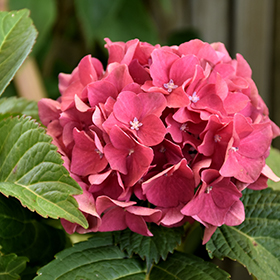 Plant Photo 8
