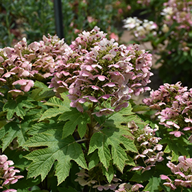 Plant Photo 2