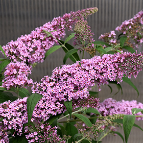 Plant Photo 3
