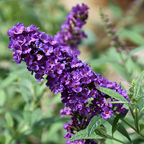 Plant Photo 8