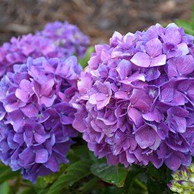 Plant Photo 7