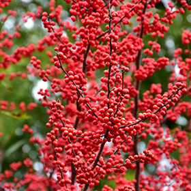 Plant Photo 4