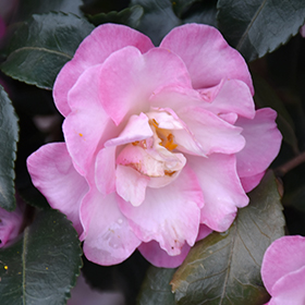 Plant Photo 3