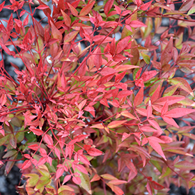 Plant Photo 1
