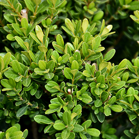 Plant Photo 1