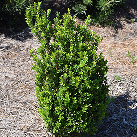 Plant Photo 10