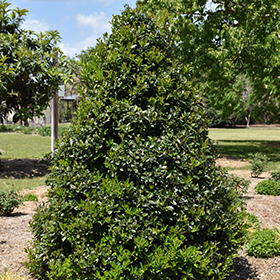 Plant Photo 10