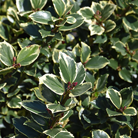 Plant Photo 9