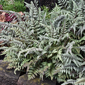 Plant Photo 3