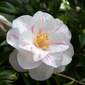 Plant Photo 9