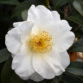 Plant Photo 10