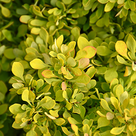 Plant Photo 2