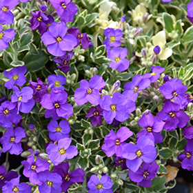 Plant Photo 4