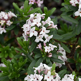 Plant Photo 8
