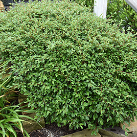 Plant Photo 2