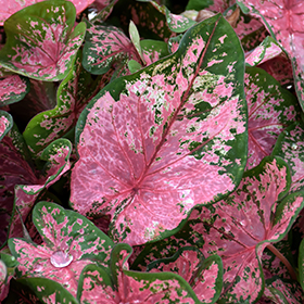 Plant Photo 9