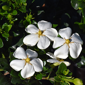 Plant Photo 10