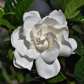 Plant Photo 2