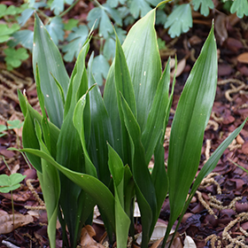 Plant Photo 8