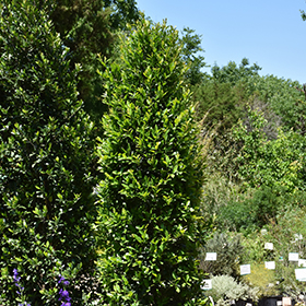 Plant Photo 4