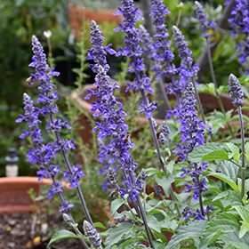 Plant Photo 7