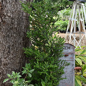 Plant Photo 8