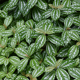 Plant Photo 8