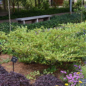 Plant Photo 10