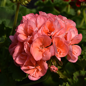 Plant Photo 1