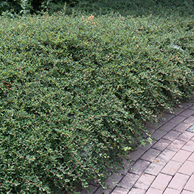 Plant Photo 1