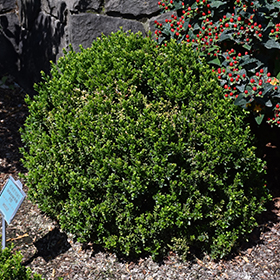 Plant Photo 3