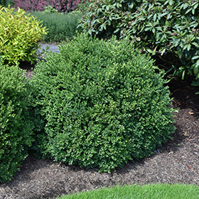 Plant Photo 5